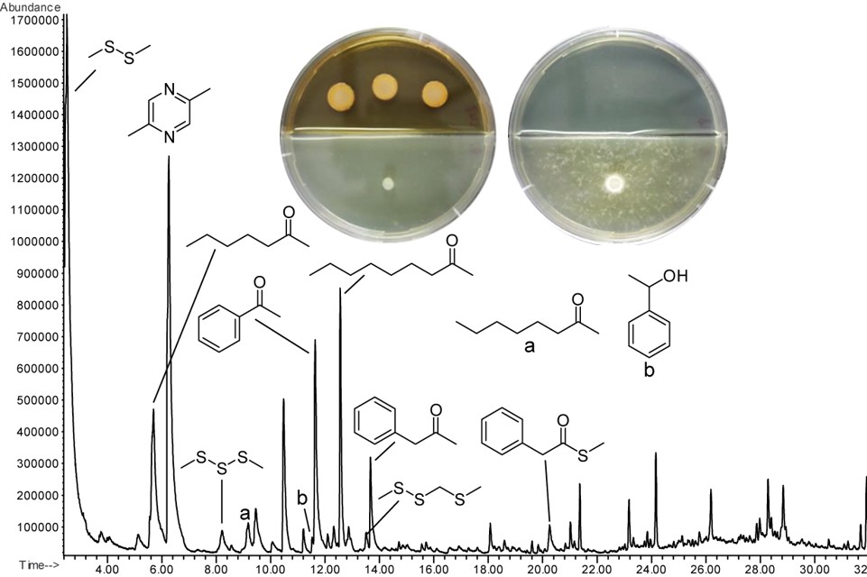 Bacterial smell illustrated